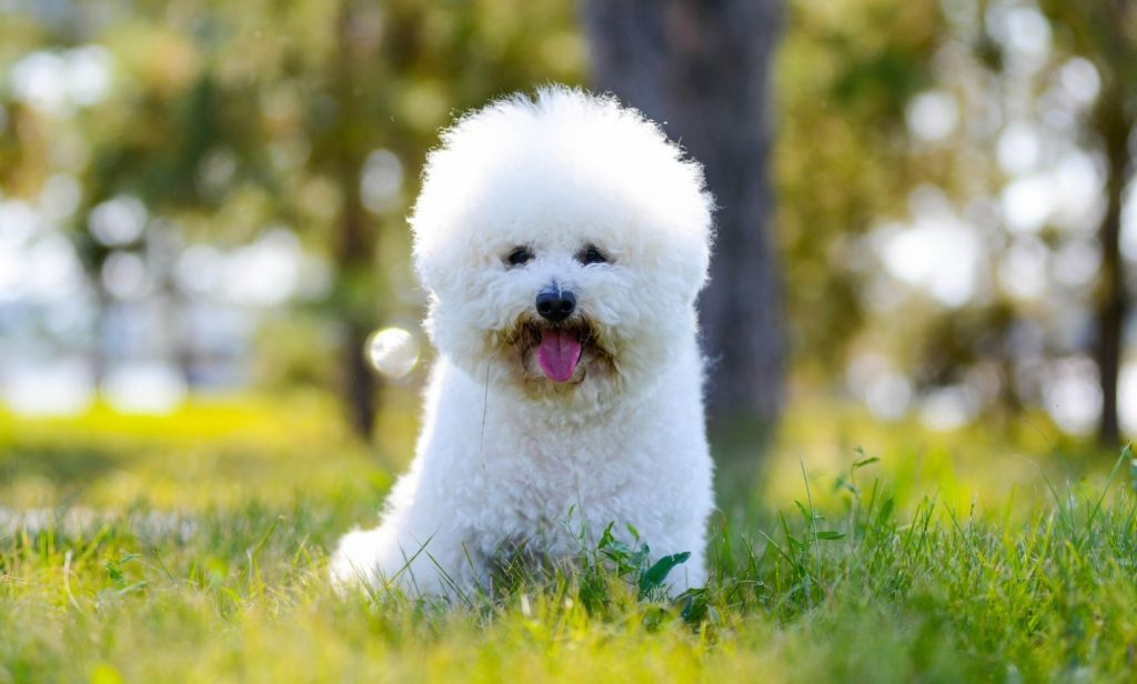 สุนัขสีขาว