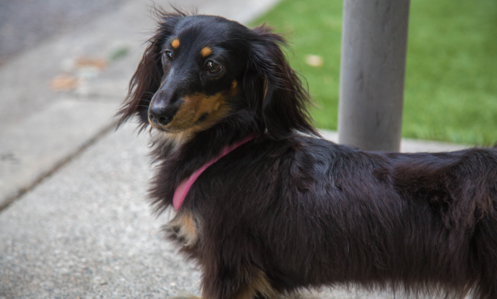 สุนัข สีแบล็คแทน