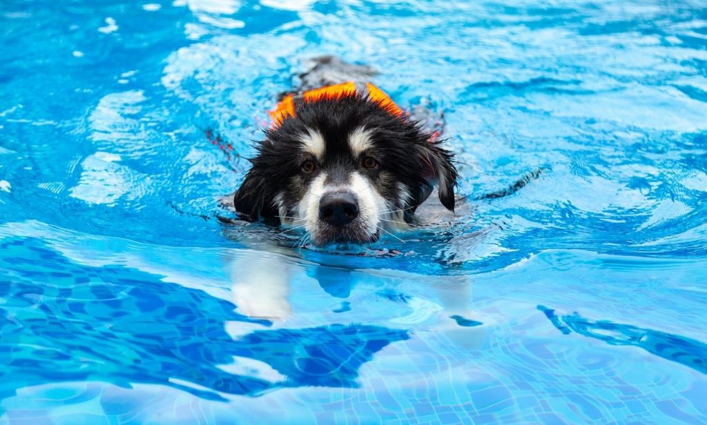 ออกกำลังกายสุนัข