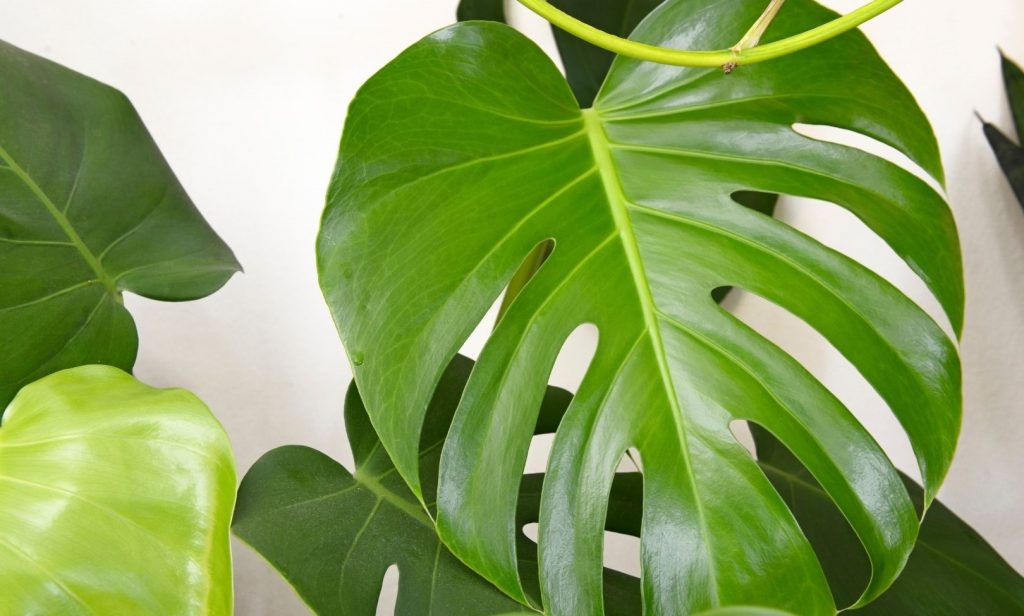 ไม้ใบในร่ม