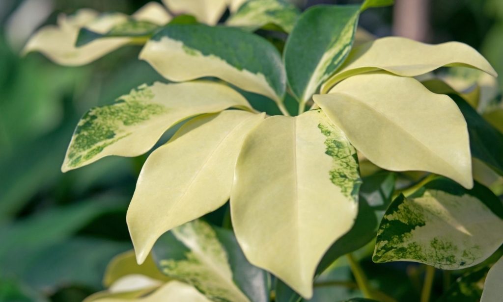 ไม้ด่างทำยังไง
