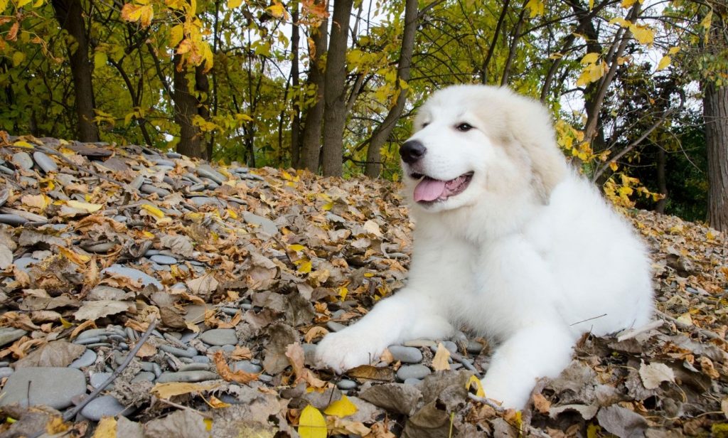 สุนัขสีขาว