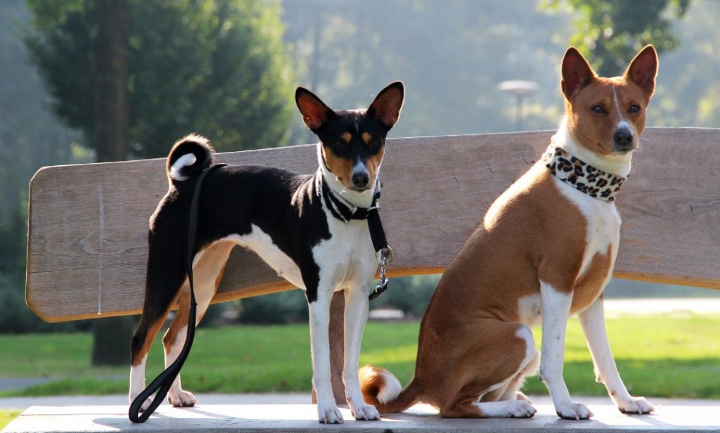 สุนัขไม่ค่อยเห่า