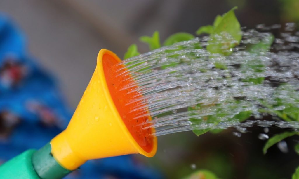 รดน้ำต้นไม้ในบ้าน