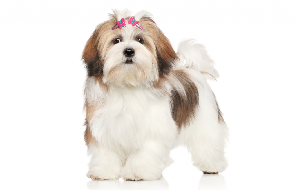 สุนัขพันธุ์ขนยาว