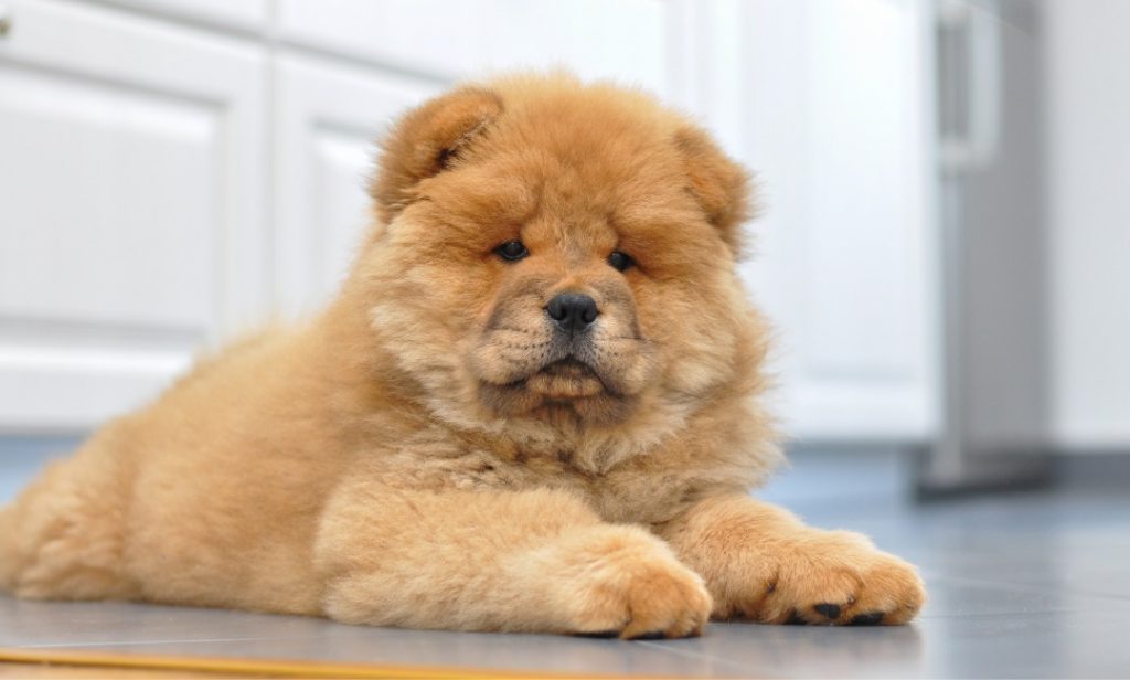 สุนัขไม่ค่อยเห่า