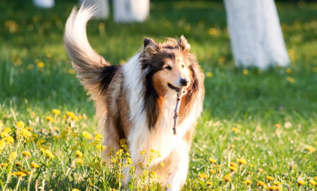 สุนัขไม่ค่อยเห่า