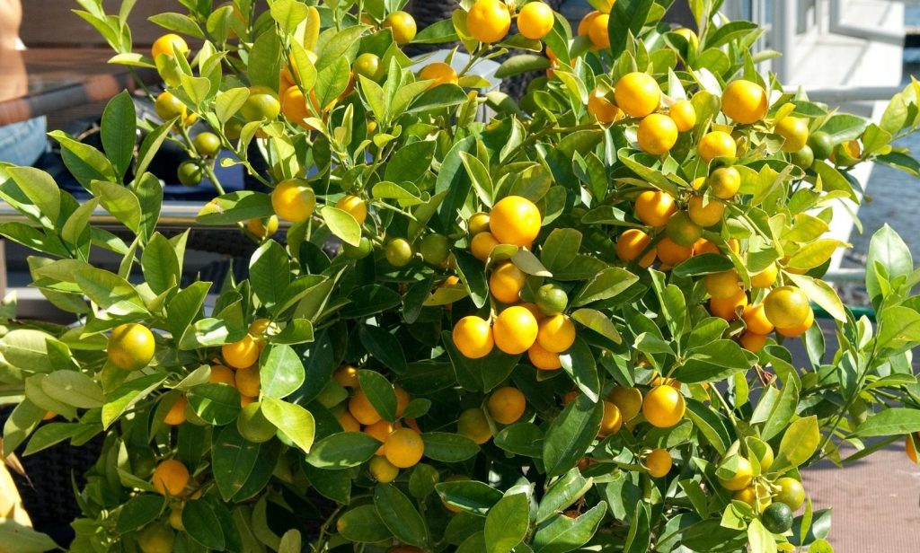 ต้นไม้กลิ่นหอม