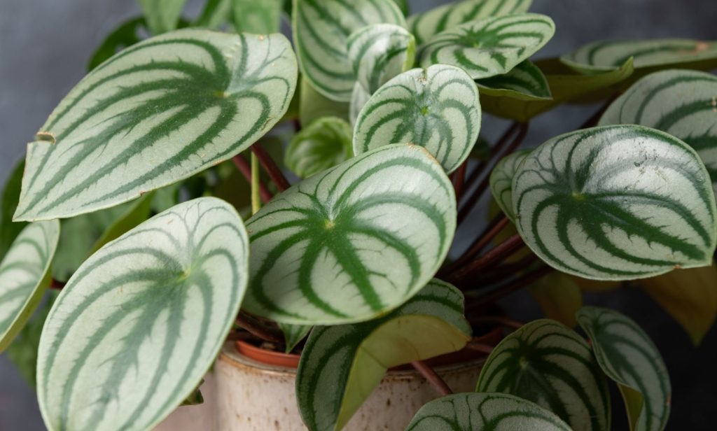 ไม้ใบในร่ม