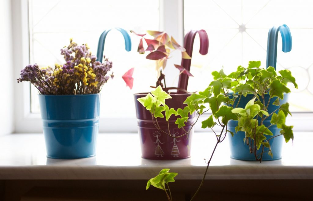 กระถางต้นไม้ แบบไหนดี