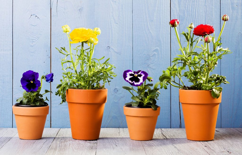 กระถางต้นไม้ แบบไหนดี