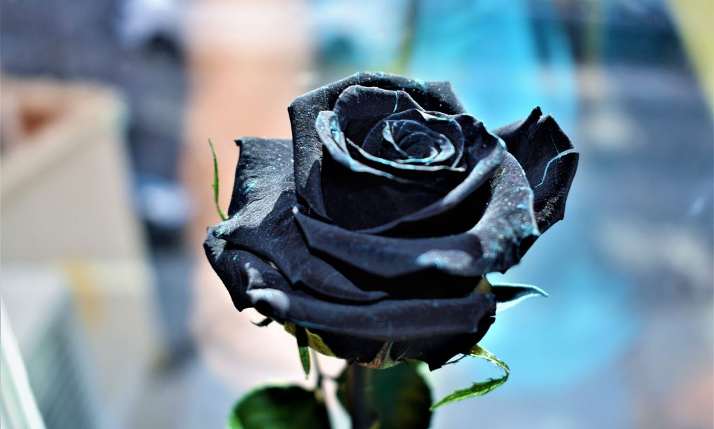 ดอกไม้สีดำ