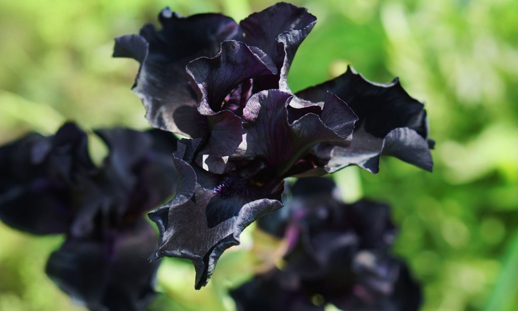 ดอกไม้สีดำ