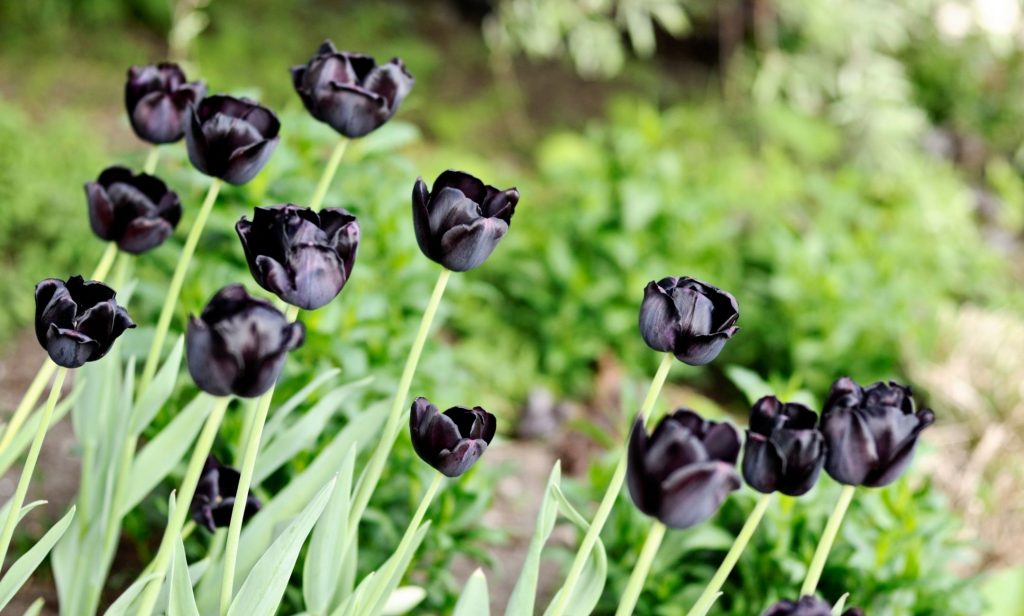 ดอกไม้สีดำ