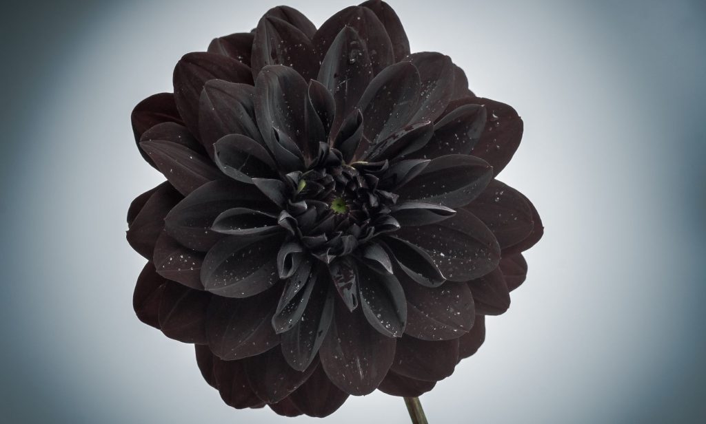 ดอกไม้สีดำ