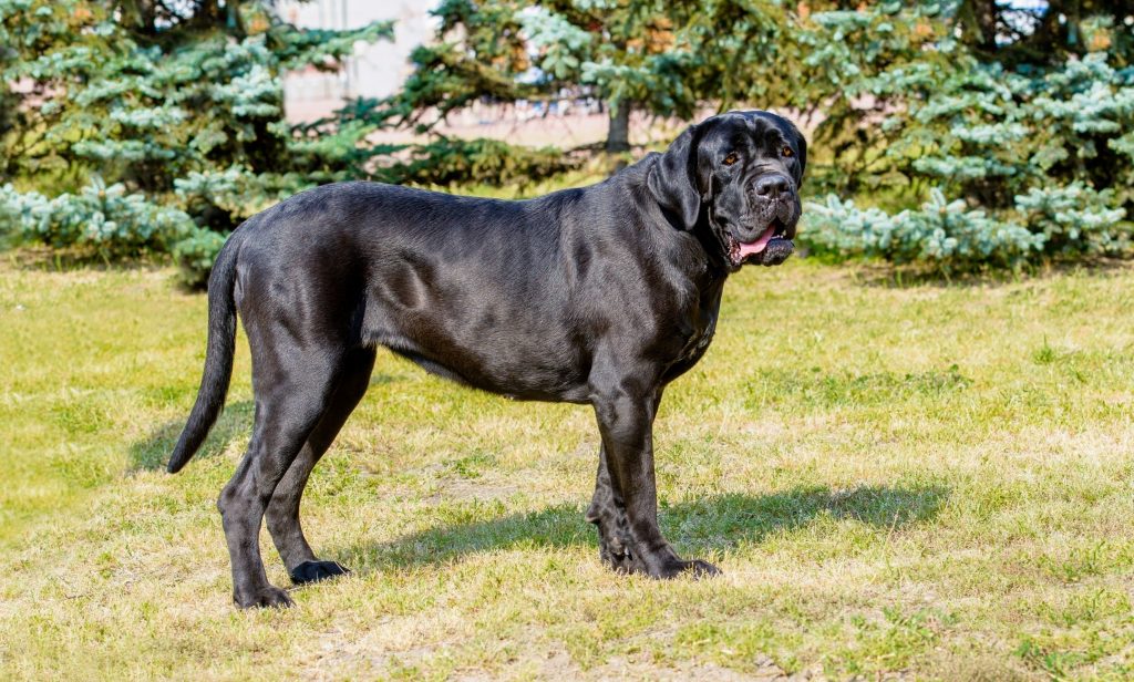 สุนัขเฝ้าบ้าน