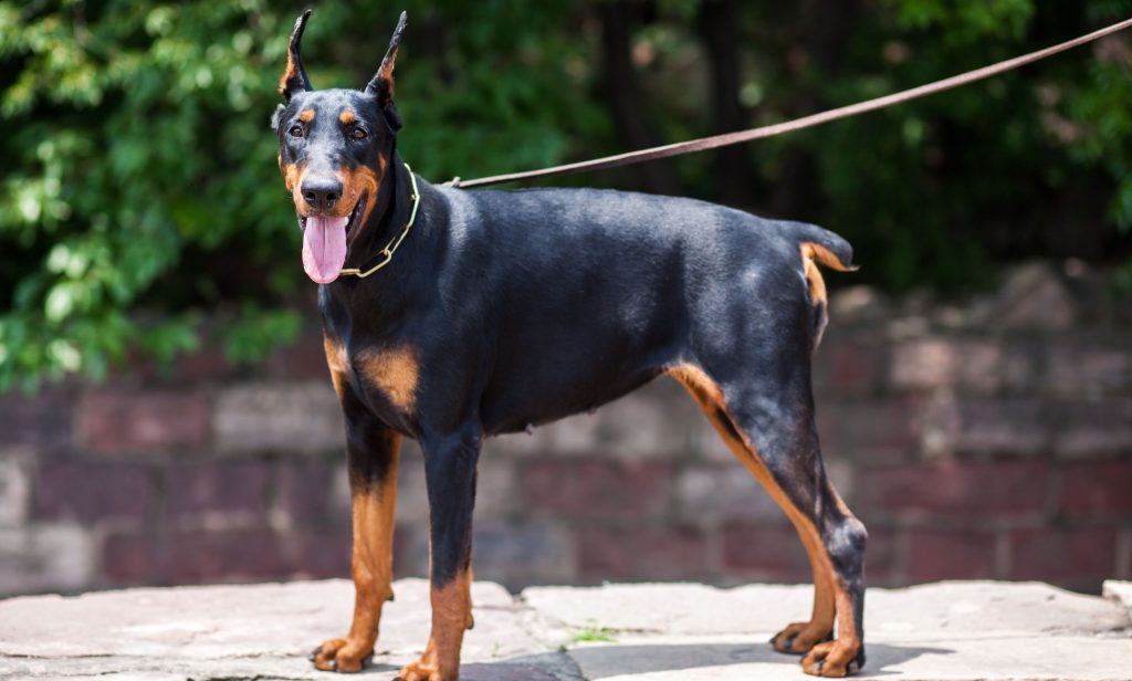 สุนัขเฝ้าบ้าน
