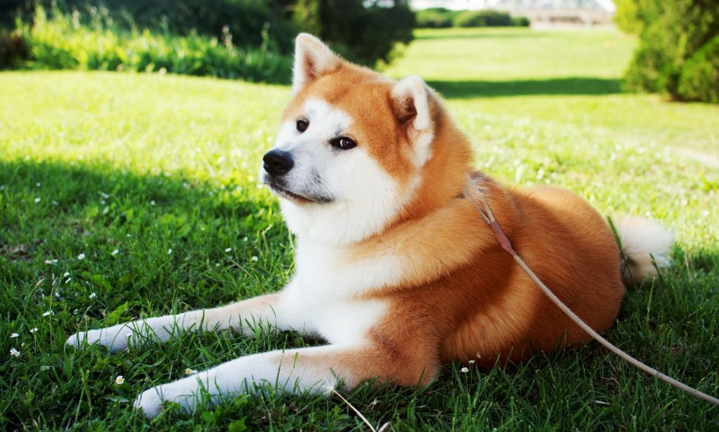 สุนัขเฝ้าบ้าน