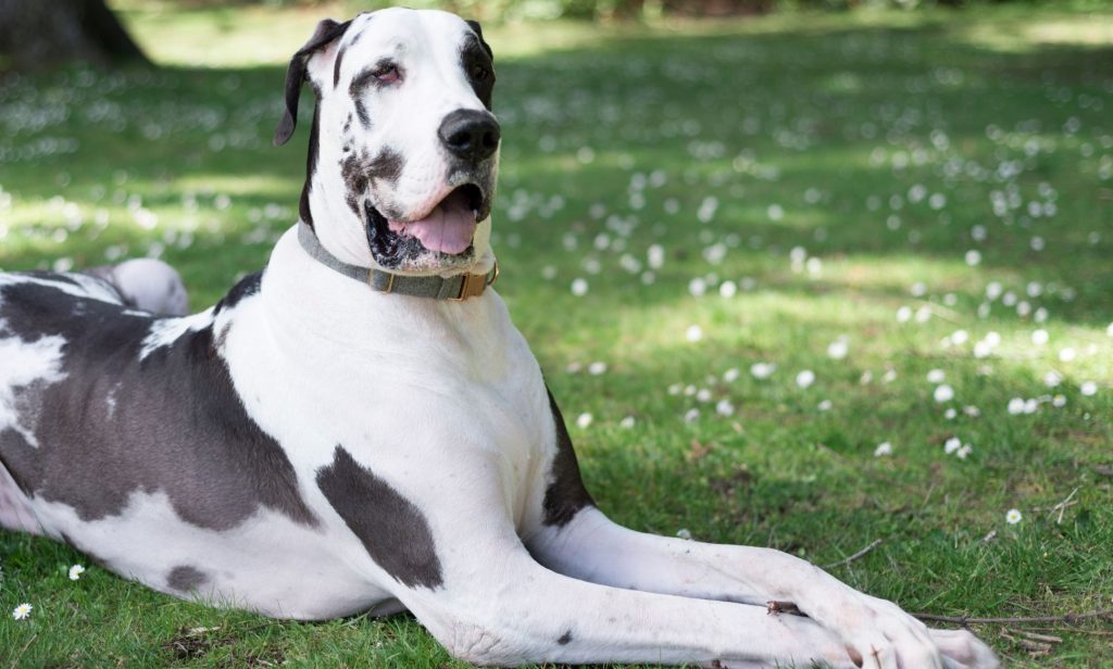 สุนัขเฝ้าบ้าน