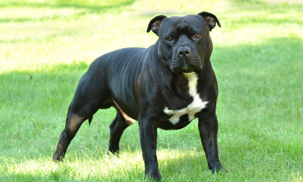 สุนัขเฝ้าบ้าน