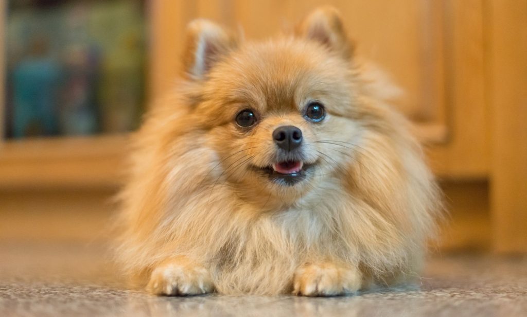 สุนัขขนปุย