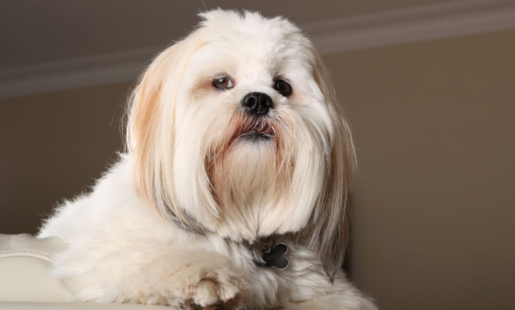 สุนัขขนปุย