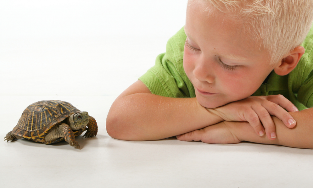 สัตว์เลี้ยงสำหรับเด็ก