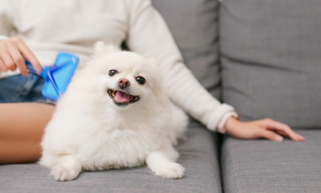 การดูแลสุนัข