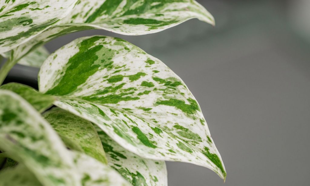 ไม้เลื้อยใบด่าง