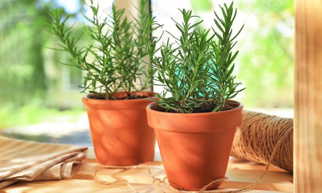 พืชสมุนไพรฝรั่ง