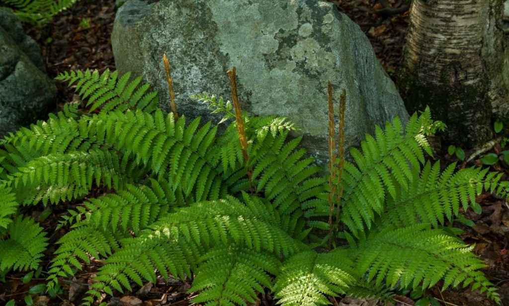 ต้นไม้ ริมบ่อปลา