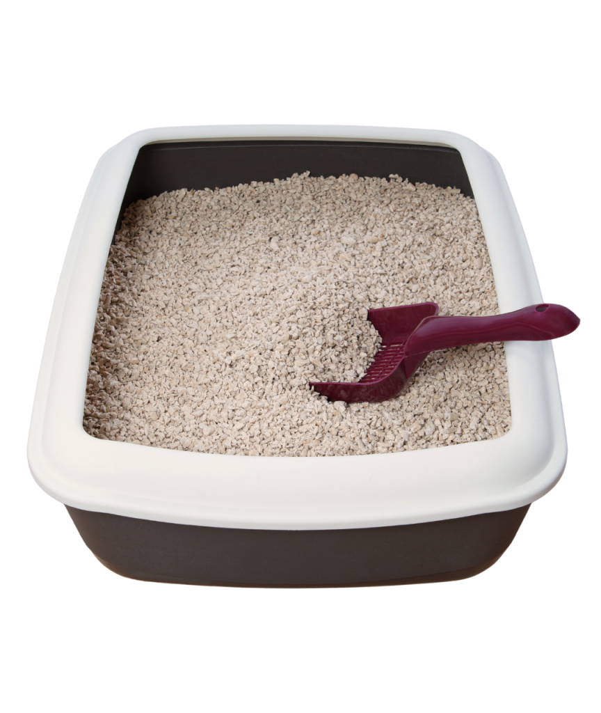 ฝึกแมวใช้กระบะทราย