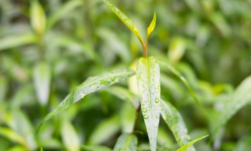 สมุนไพรไทย ที่ควรปลูก