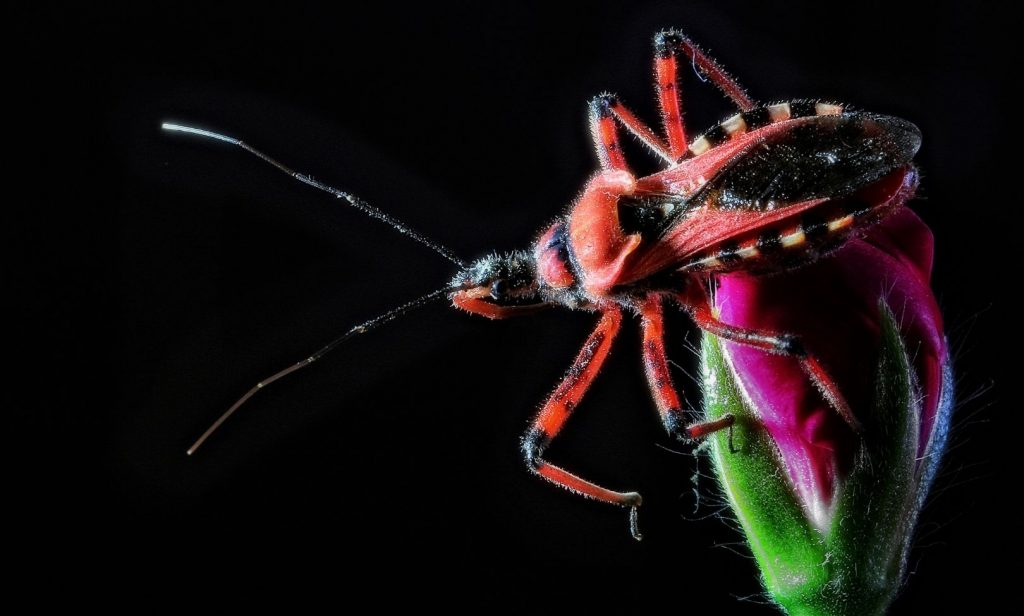 แมลงที่มีประโยชน์ต่อพืช