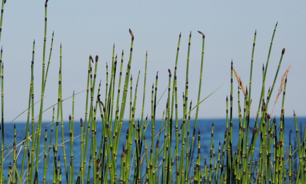 ต้นไม้ ริมบ่อปลา