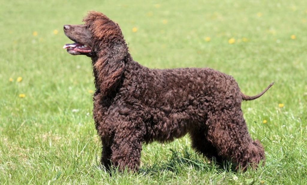 สุนัขขนหยิก