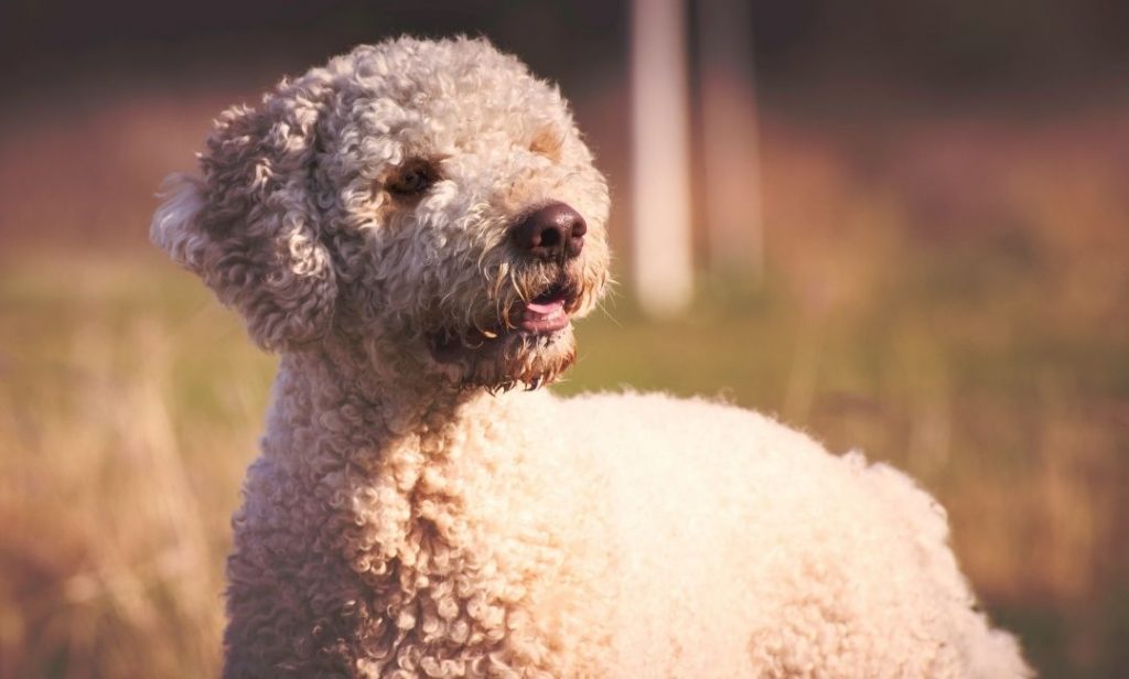 สุนัขขนหยิก