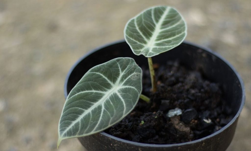 ต้นไม้สีดำ ปลูกในบ้าน