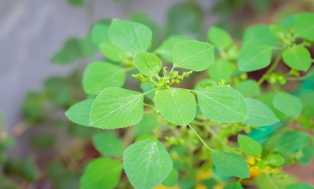 ต้นไม้สําหรับแมว