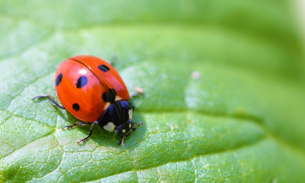 แมลงที่มีประโยชน์ต่อพืช
