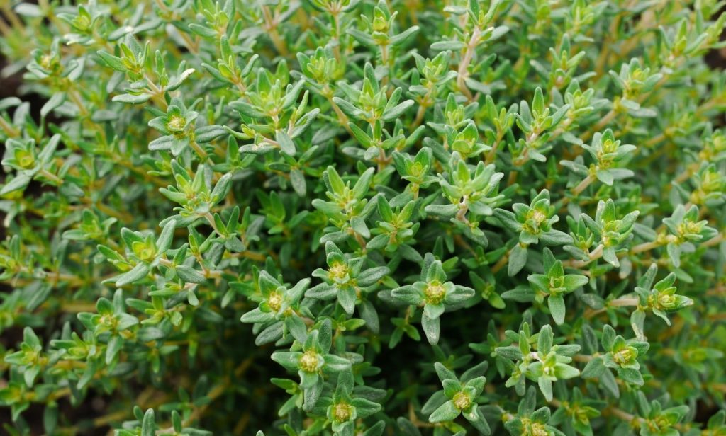 พืชสมุนไพรฝรั่ง