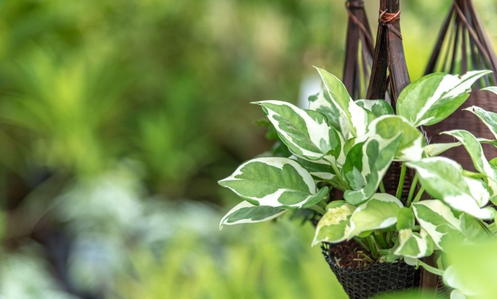 ไม้เลื้อยใบด่าง