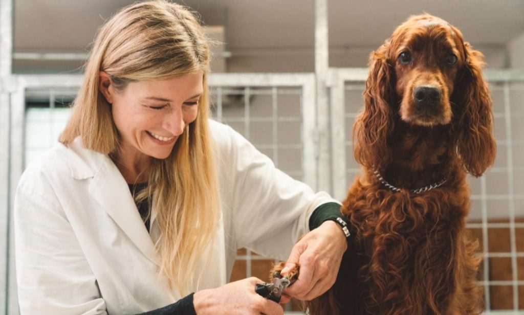 การดูแลสุนัข