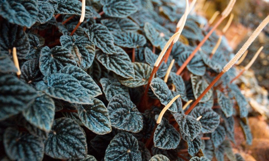 ต้นไม้สีดำ ปลูกในบ้าน