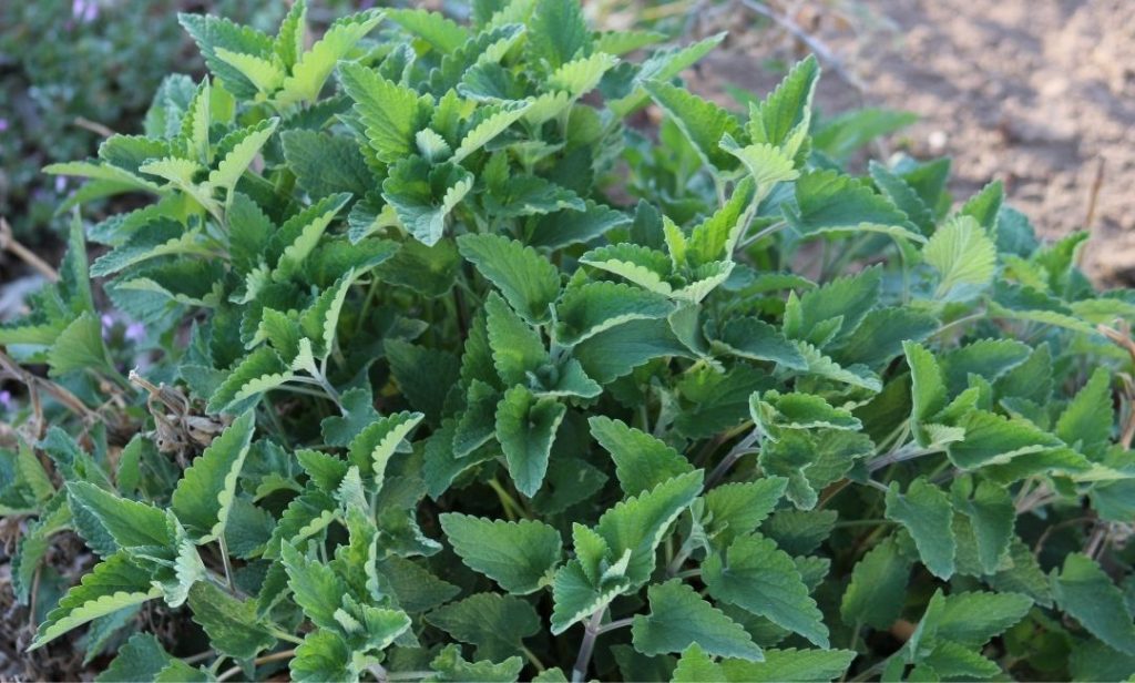 ต้นไม้สําหรับแมว