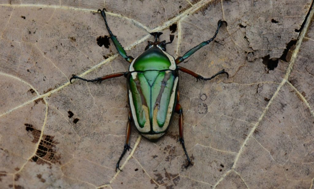 แมลงที่มีประโยชน์ต่อพืช
