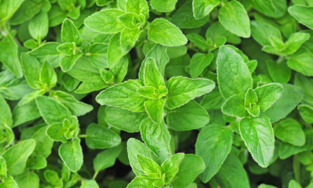 พืชสมุนไพรฝรั่ง