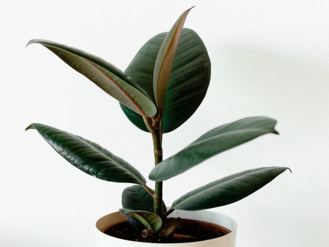 วิธีดูแล ต้นยางอินเดีย