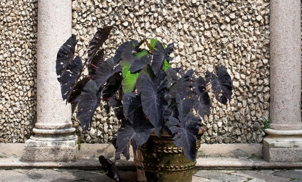 ต้นไม้สีดำ ปลูกในบ้าน