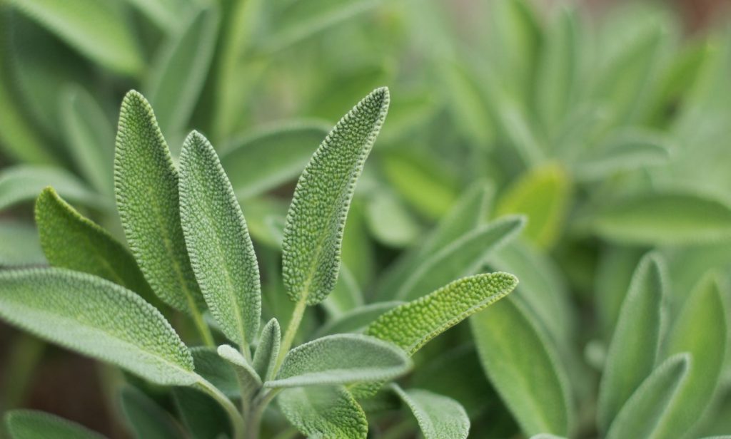 พืชสมุนไพรฝรั่ง